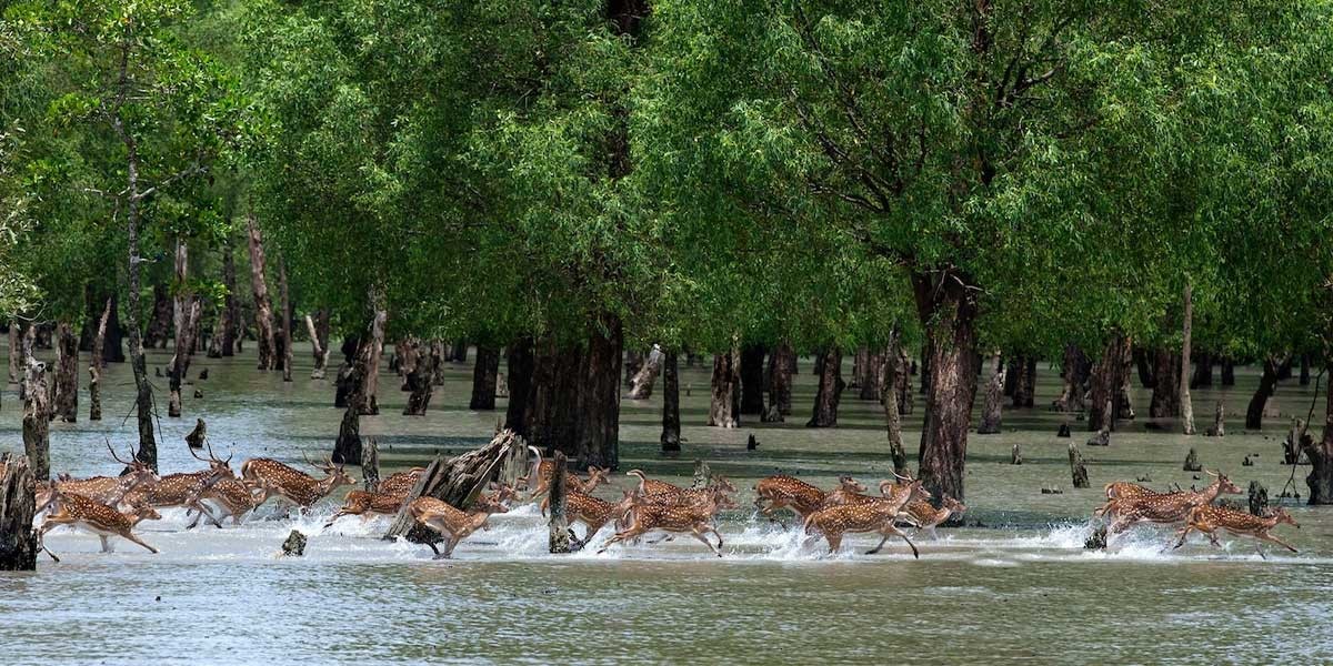The world largest mangrove forest- The Sundarbans
